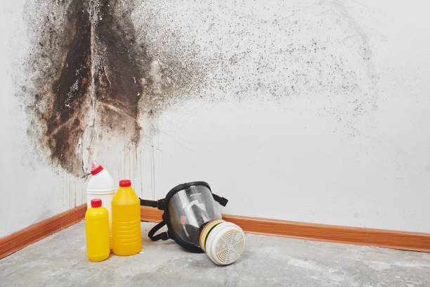 Best Commercial Mold Removal  in Dauphin Island, AL