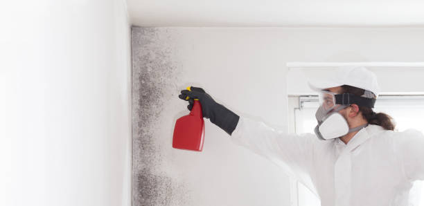 Best Crawl Space Mold Removal  in Dauphin Island, AL