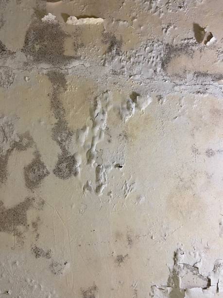 Best Local Mold Removal Service  in Dauphin Island, AL