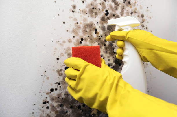 Best Mold Damage Repair  in Dauphin Island, AL