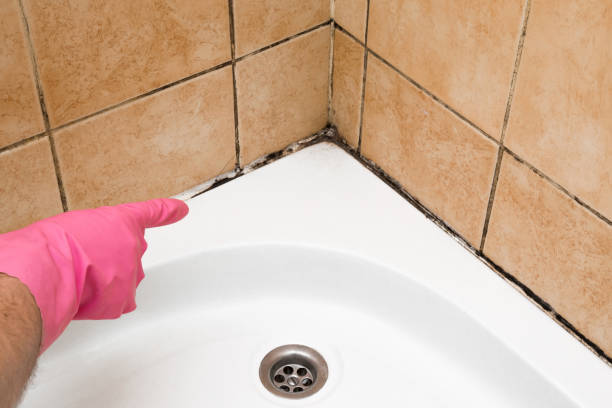 Best Commercial Mold Removal  in Dauphin Island, AL